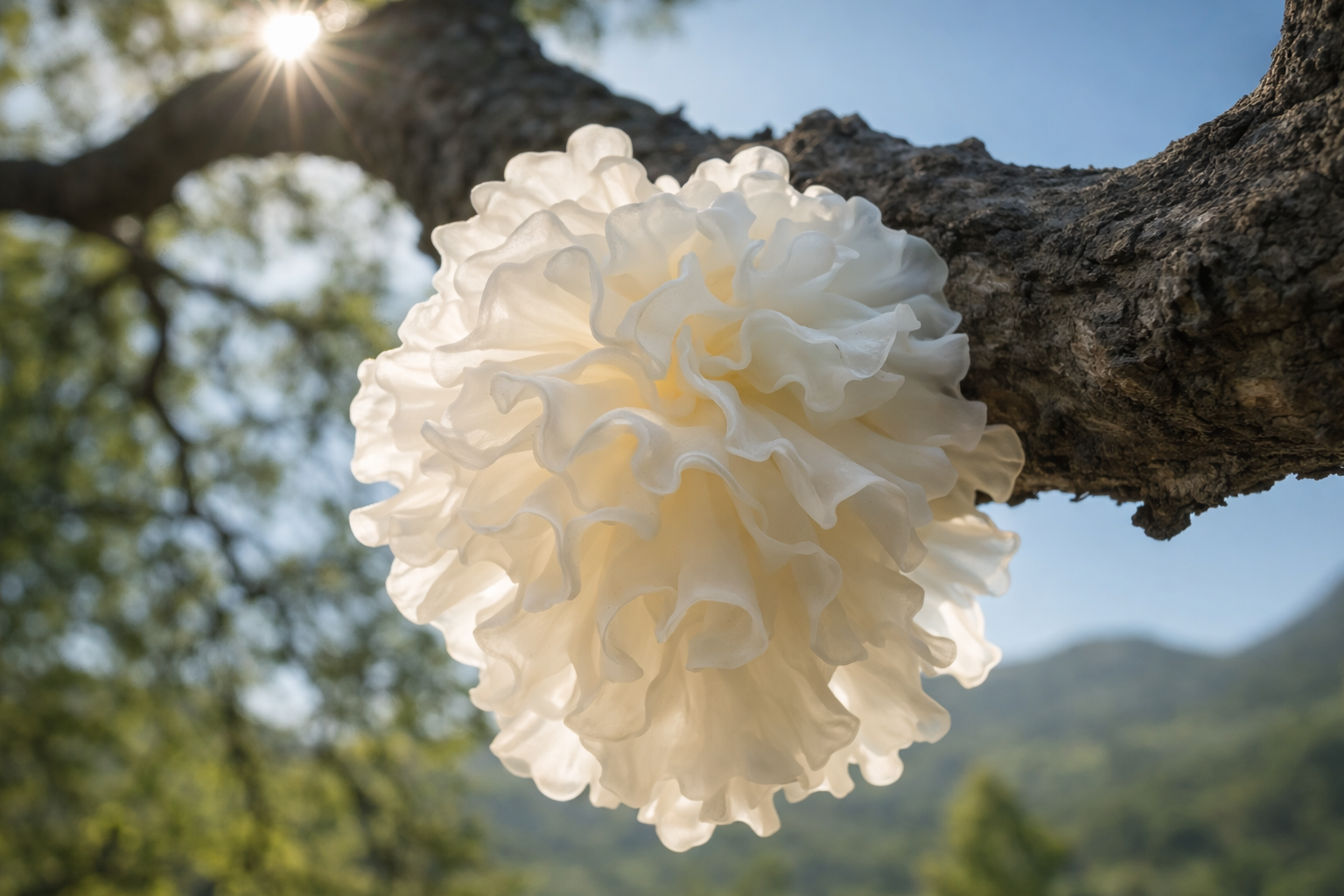 Tremella fuciformis mushroom — organic hydrating ingredient in REYA Skin Essentials inner skincare supplement, sourced from Nammex organic mushroom extract